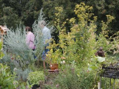 Bereich mit Strauchpflanzen