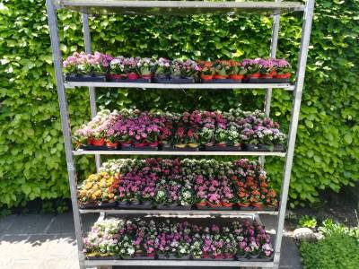 Aktionsblumen dekoriert und etikettiert warten auf Abtransport