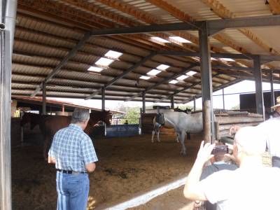 Freilaufhalle fr eine Gruppe von Pferden